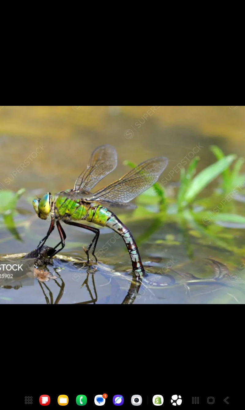 The Hidden Life of a Dragonfly: From Underwater Hunter to Master of the Sky